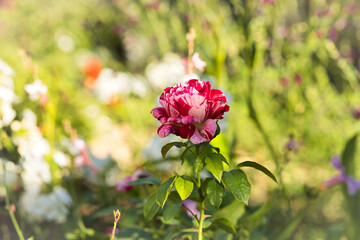 pink flowers in the garden