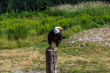 American bald eagle on wood log