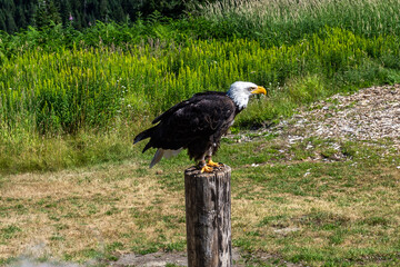 American bald eagle on wood log