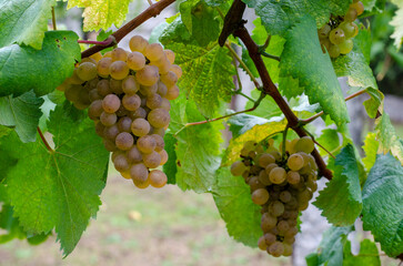 Grapes in vineyard plant