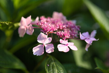 pink orchid flower