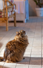 Adorable whelp of siberian cat looking up
