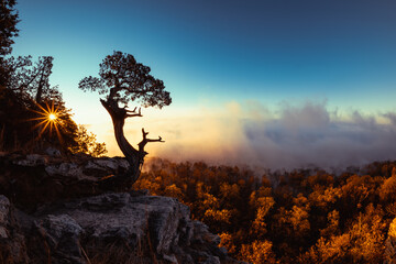 Mount Magazine Arkansas State Park scenic mountain overlook during sunrise with unique tree shape silhouetted in the foreground. against the foggy cloudy background.  