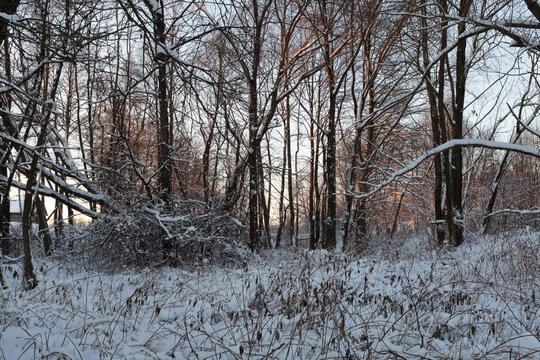 Winter landscape. Winter forest on sunset for publication, design, poster, calendar, post, screensaver, wallpaper, postcard, banner, cover, website