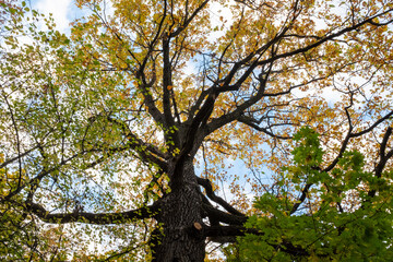 Big old tree with yellow leaves on the sky background for publication, poster, screensaver, wallpaper, postcard, banner, cover, post. Autumn landscape. High quality photo