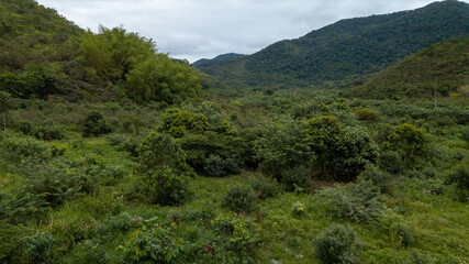 Fototapeta na wymiar Rural area destined for restoration of native forest in the municipality of Casimiro de Abreu, Rio de Janeiro. 