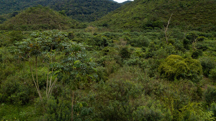 Rural area destined for restoration of native forest in the municipality of Casimiro de Abreu, Rio de Janeiro. 