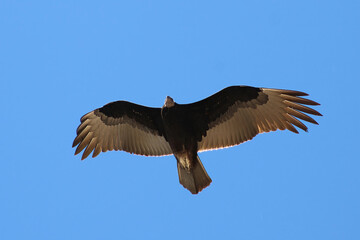 vulture in flight