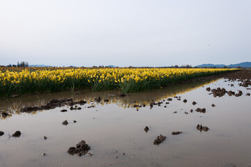Muddy field of yellow narcissus / daffodil flowers at the Skagit Valley, La Conner, USA