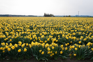 Fototapeta premium Yellow narcissus / daffodil flower field at the Skagit Valley, La Conner, USA