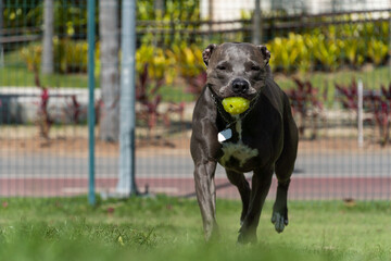 Pit bull dog playing and having fun in the park. Grassy floor, agility ramp, ball. Selective focus....