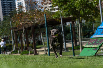 Pit bull dog playing and having fun in the park. Grassy floor, agility ramp, ball. Selective focus....