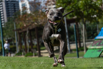 Pit bull dog playing and having fun in the park. Grassy floor, agility ramp, ball. Selective focus. Dog park. Sunny day