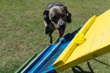 Pit bull dog playing and having fun in the park. Grassy floor, agility ramp, ball. Selective focus....