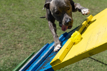 Pit bull dog playing and having fun in the park. Grassy floor, agility ramp, ball. Selective focus....