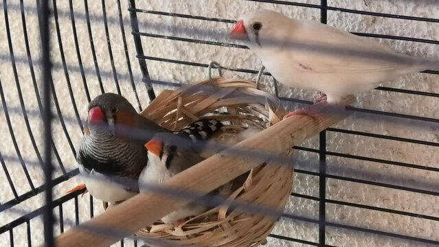 Zebra finch birds in cage. Taking care of youth