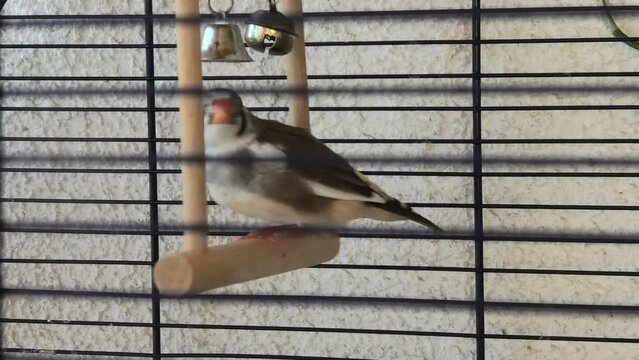 Zebra finch birds in cage. Male zebra on swing