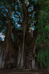 Fototapeta na wymiar Sabin ancient tree at Santa María del Tule, Oaxaca, Mexico