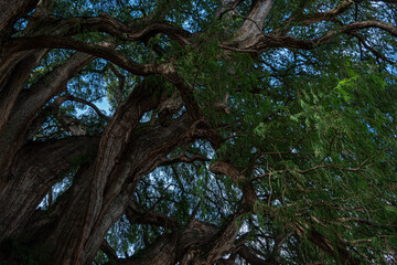 Sabin ancient tree at Santa María del Tule, Oaxaca, Mexico