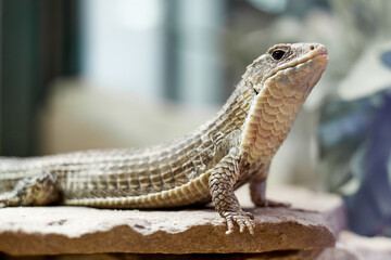 Lézard sur rocher, observation captivante d'un reptile sauvage en terrarium