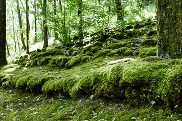 Le Tapis de Mousse Verte de la Forêt Parterre de Mousse enveloppé de Lumière