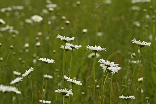 Common or Oxeye Daisy, (Leucanthemum Vulgare) in field, Millvale, Prince Edward Island, Canada