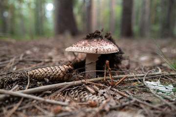 mushroom in the forest, detail, Amanita rubescens, shallow depth of field