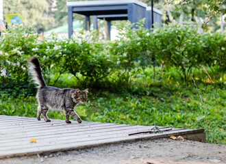 The cat walks through the park on the bridge