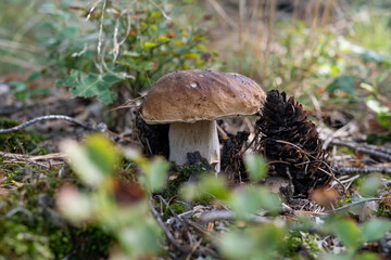 boletus edulis mushroom growing in the forest, detail