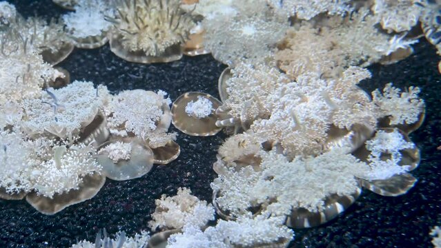 A bed of upside-down jellyfish 