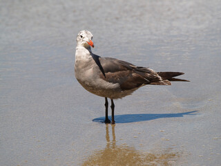 Tight Shot Of Lone Seagull Sanding In Shallow Water On Beach
