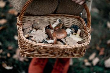 Close up of girl's hands holding wicker basket with eatable mushrooms and fallen leaves. She is wearing woolen coat and red boots. Autumn mood