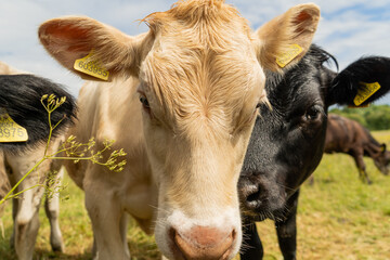 Curious young white cow looking closely to the camera. Livestock kept on the pasture field coming closer being interested with photographer. Pierced white cow head closeup.