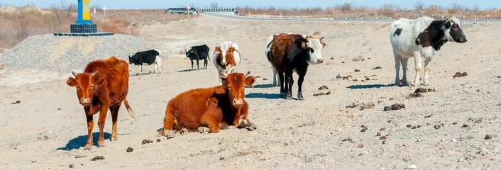 Deurstickers Herd of cows in the desert steppe of Central Asia. Search for food, famine and drought. © Vera
