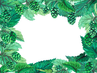 Fresh green hop. Watercolor hand drawn illustration for Octoberfest. Sketch on on a transparent background for ornament or any design