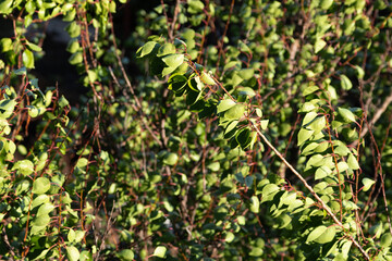 Green leaves of an apricot tree in the rays of the setting sun
