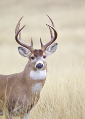 Whitetail Deer buck with white chest patch, detailed close up portrait 
