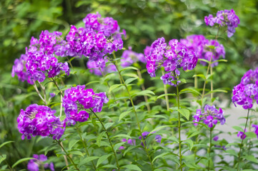 Fototapeta premium Garden Phlox. Pink and white color Summer Phloxes Phloxes Paniculate flower in a garden img