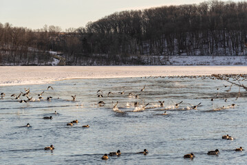 Ducks And Geese On Fox River At Kaukauna, Wisconsin, In January