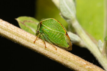 Buffalo treehopper (Stictocephala bisonia) sitting on the stem of a plant
