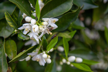 white flowers of a tree