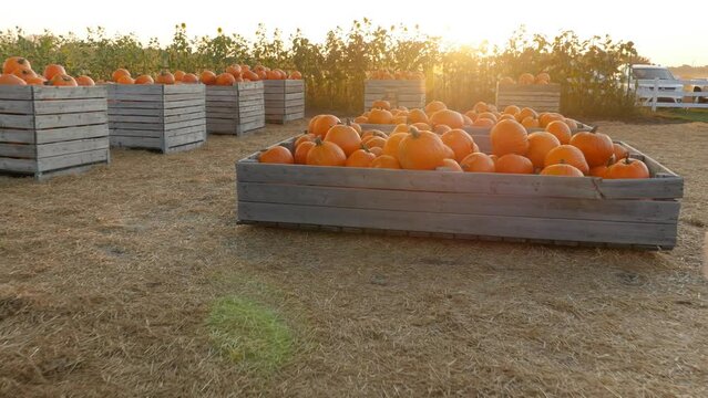 Crates containing pumpkins outside at golden hour