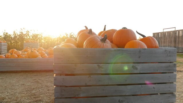 Pumpkins in crates at a pumpkin patch at sunset