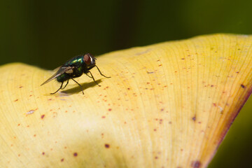 Macrofotografía de una mosca domestica
