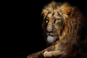 Lion king isolated , Portrait Wildlife animal