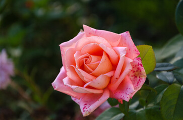 Scarlet rose in the garden on a warm autumn day.