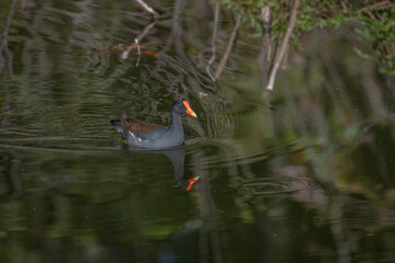 Common Gallinule, previously called a Moorhen (also known as a Waterhen or Swamp Chicken) swimming...