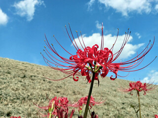 彼岸花と青空