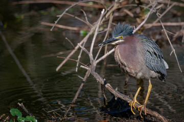Green Heron Feeding on a Pollywog