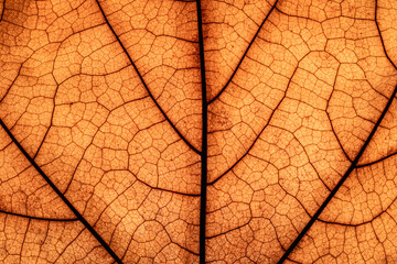 dry leaf macro texture